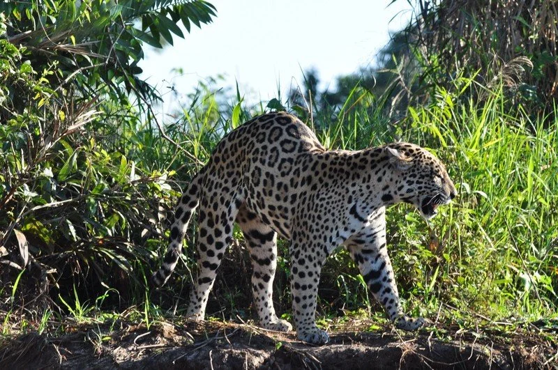 large_JaguarStretching.jpeg