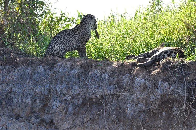 large_JaguarWithFish.jpeg