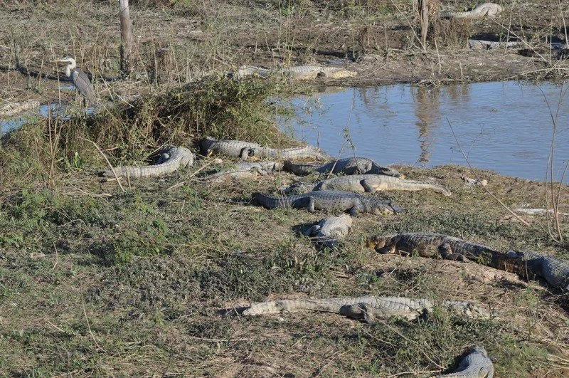 large_CaimanGaggle2.jpeg