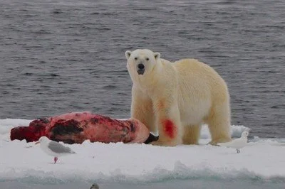PolarBearStaringEarly.jpg