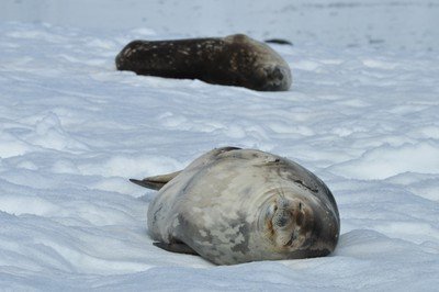SealsDozing.jpeg