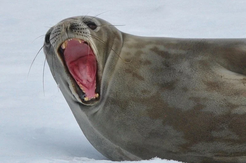 large_YawningSeal2.jpeg
