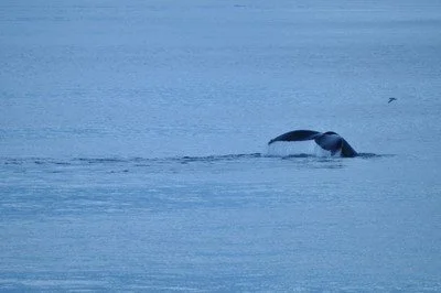 WhaleTailBlue.jpeg