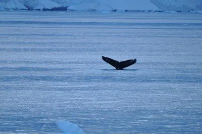 WhaleTailBye.jpeg