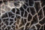 87315000-2e87-11ea-9685-fb9cff6ffe7a.jpg