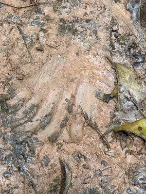 ChimpanzeeFootprint.jpg