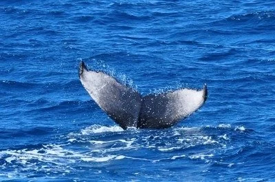 Chapter 11: Whale Trust Photo Safari