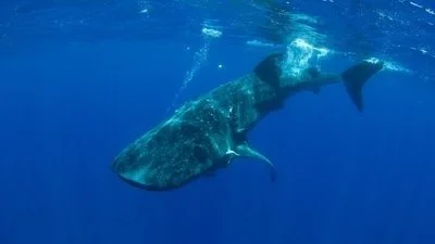 Swimming with Whale Sharks