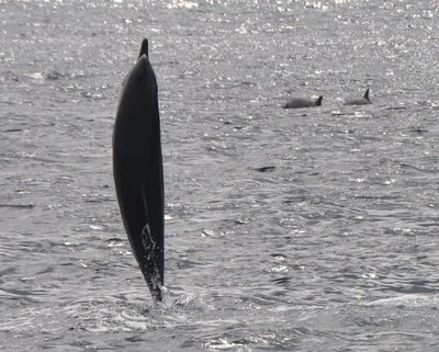 Pantropical Dolphins off a Subtropical Island
