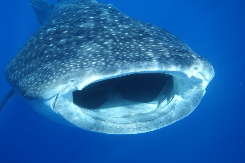 Whale Shark Pix