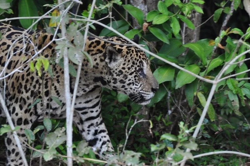 Jaguar