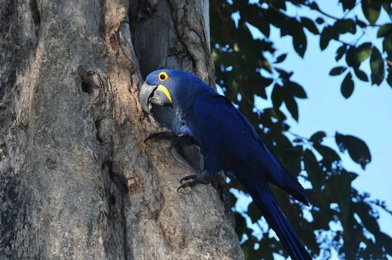 Deep Pantanal Getaway Day