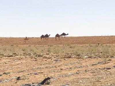 CamelsGrazing.jpeg