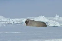 thumb_07WalrusOnIceStaring.jpeg