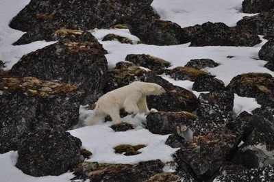 19PolarBearOnRocks.jpg