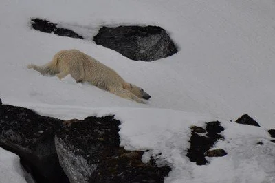 17PolarBearSlidingJPG.jpeg