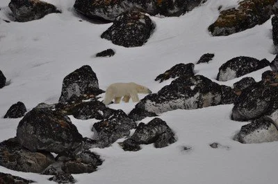 15PolarBearBetweenRocks.jpg