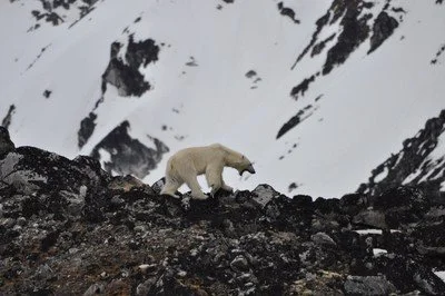 6/14 Seen Lions &amp; Tigers, Now Walrus &amp; Bears