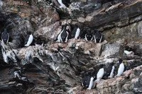 thumb_07BirdsOnCliffJuly15Bay.jpeg