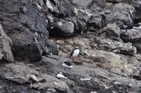 thumb_22Puffin1.jpeg