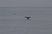 thumb_21HumpbackTail2.jpeg