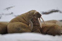 6/15 Svalbard Explained