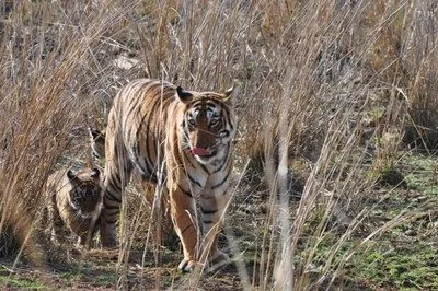 imgi_19_RanthambhoreTigerLickLipsWithCubs.jpg