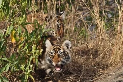 imgi_20_RanthambhoreTigerCubsCUGrowl.jpg