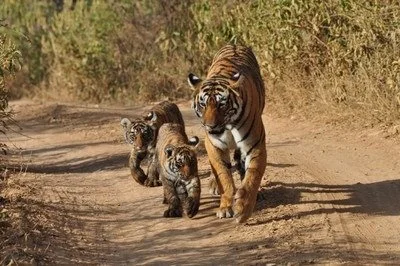 Tiger Pause