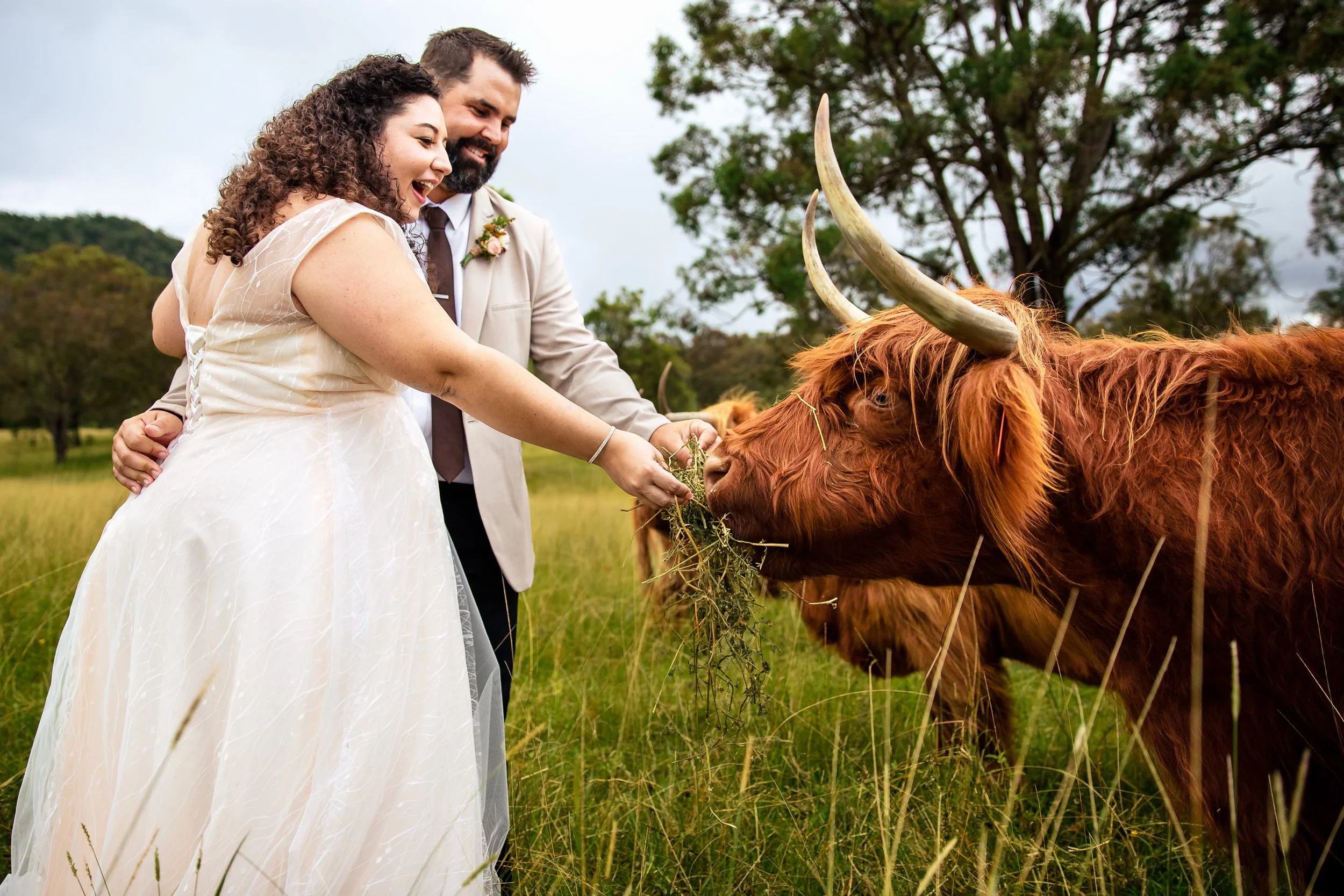 A bride and groom feeding a Highland Cow after their wedding ceremony at Adams Peak Country Estate, Hunter Valley, with trees in the background. Captured by Lynn & Justin.