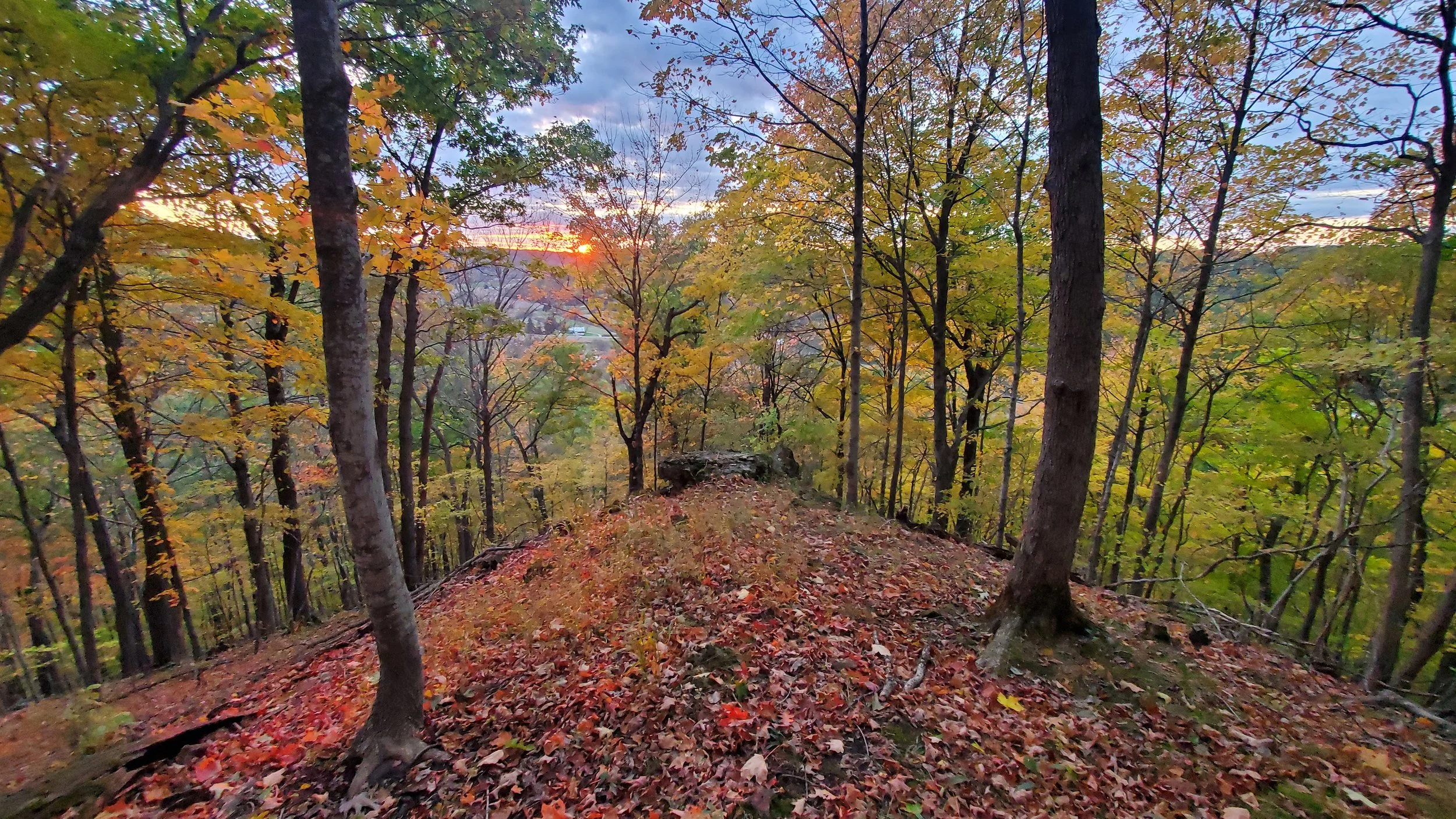 A forest path covered with fallen autumn leaves, surrounded by tall trees with yellow and orange foliage, with the setting sun in the background casting a warm glow.