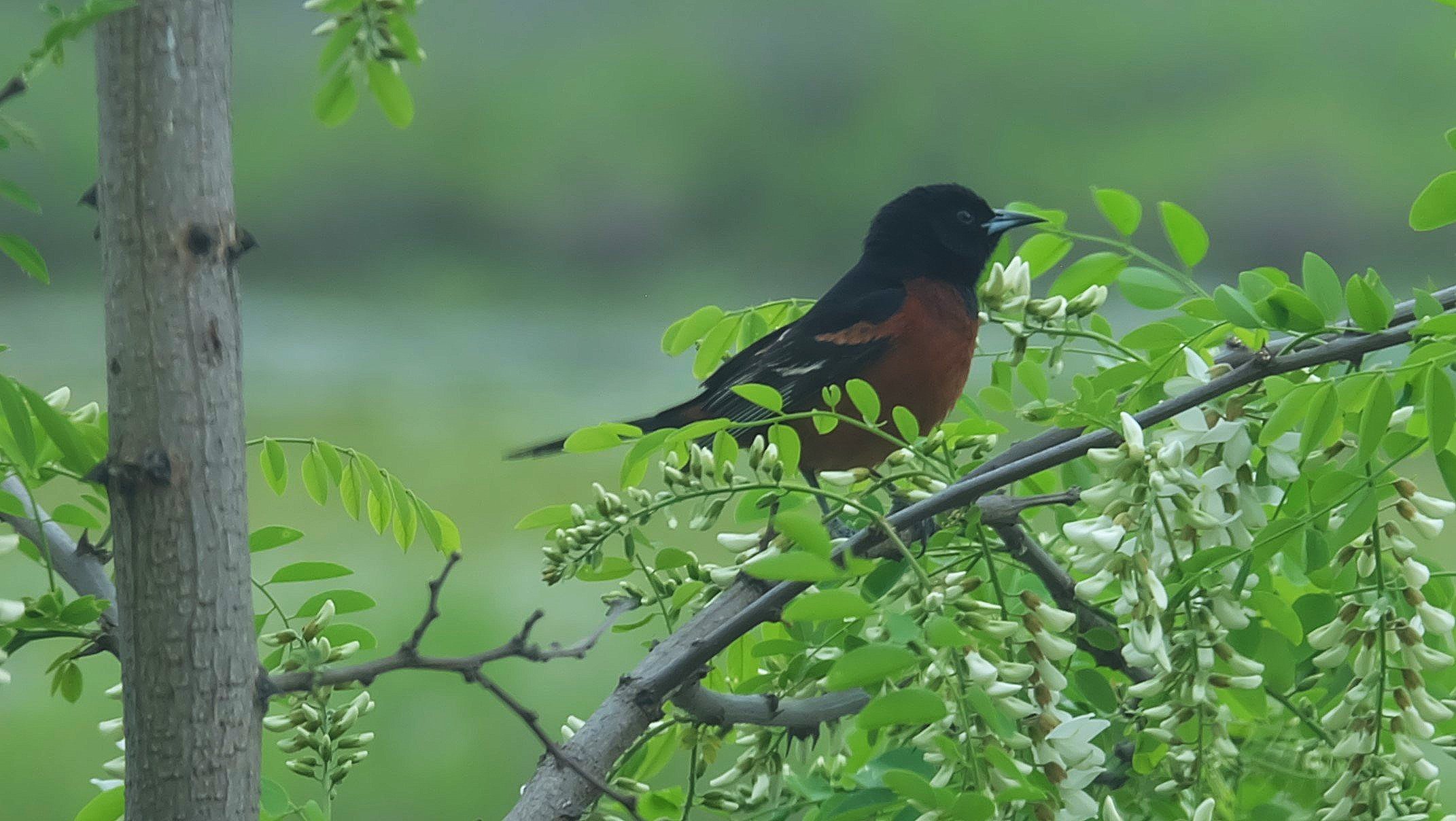 Orchard Oriole