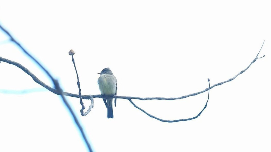Eastern Phoebe