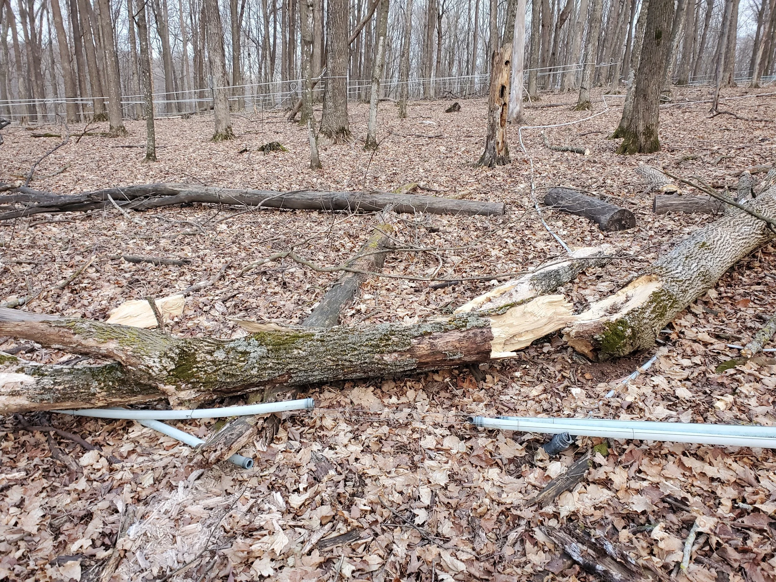 Embark Maple Woods Maple Energy Farm.jpg
