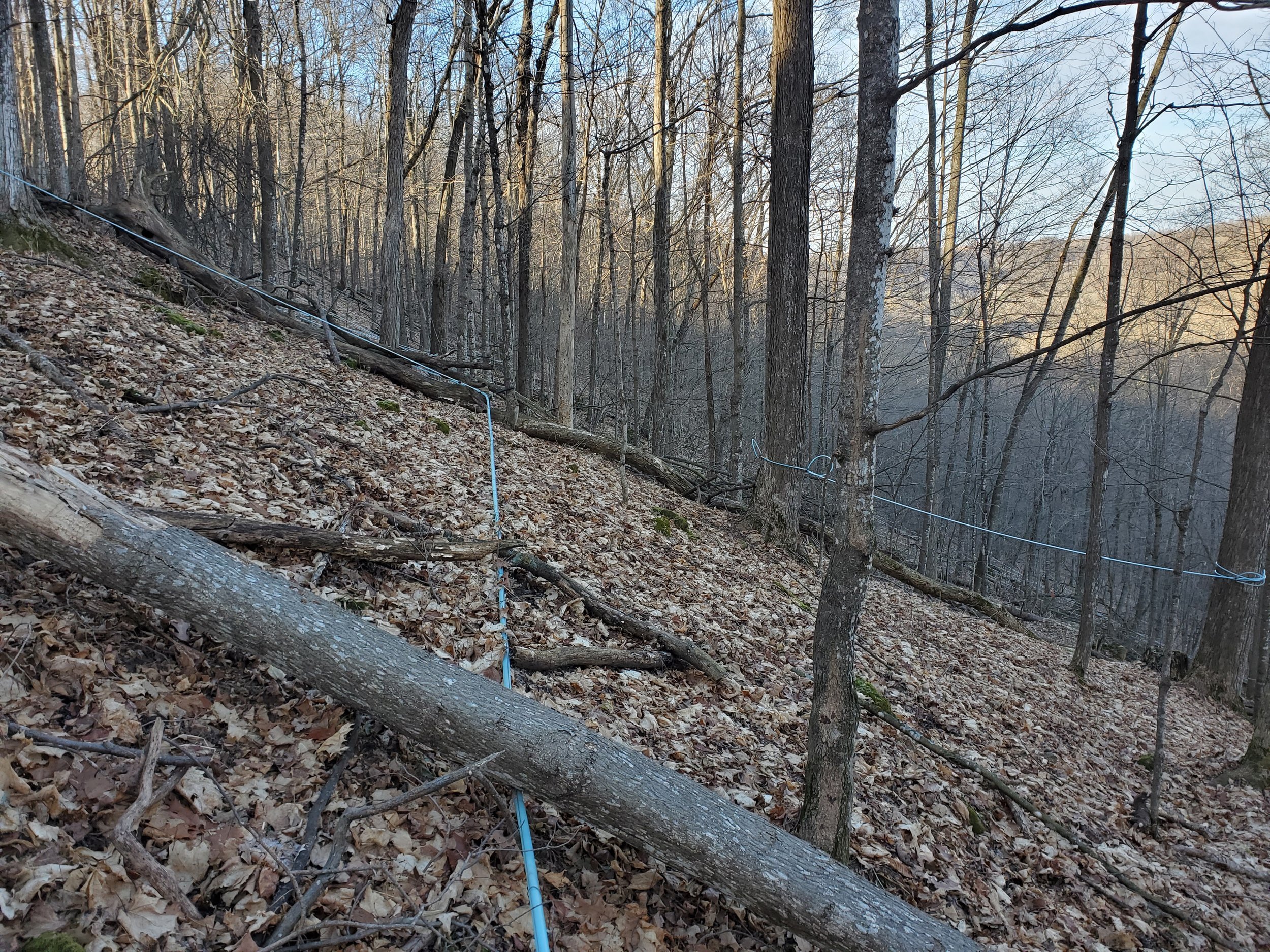 Embark Maple Energy Woods Farm Driftless.jpg