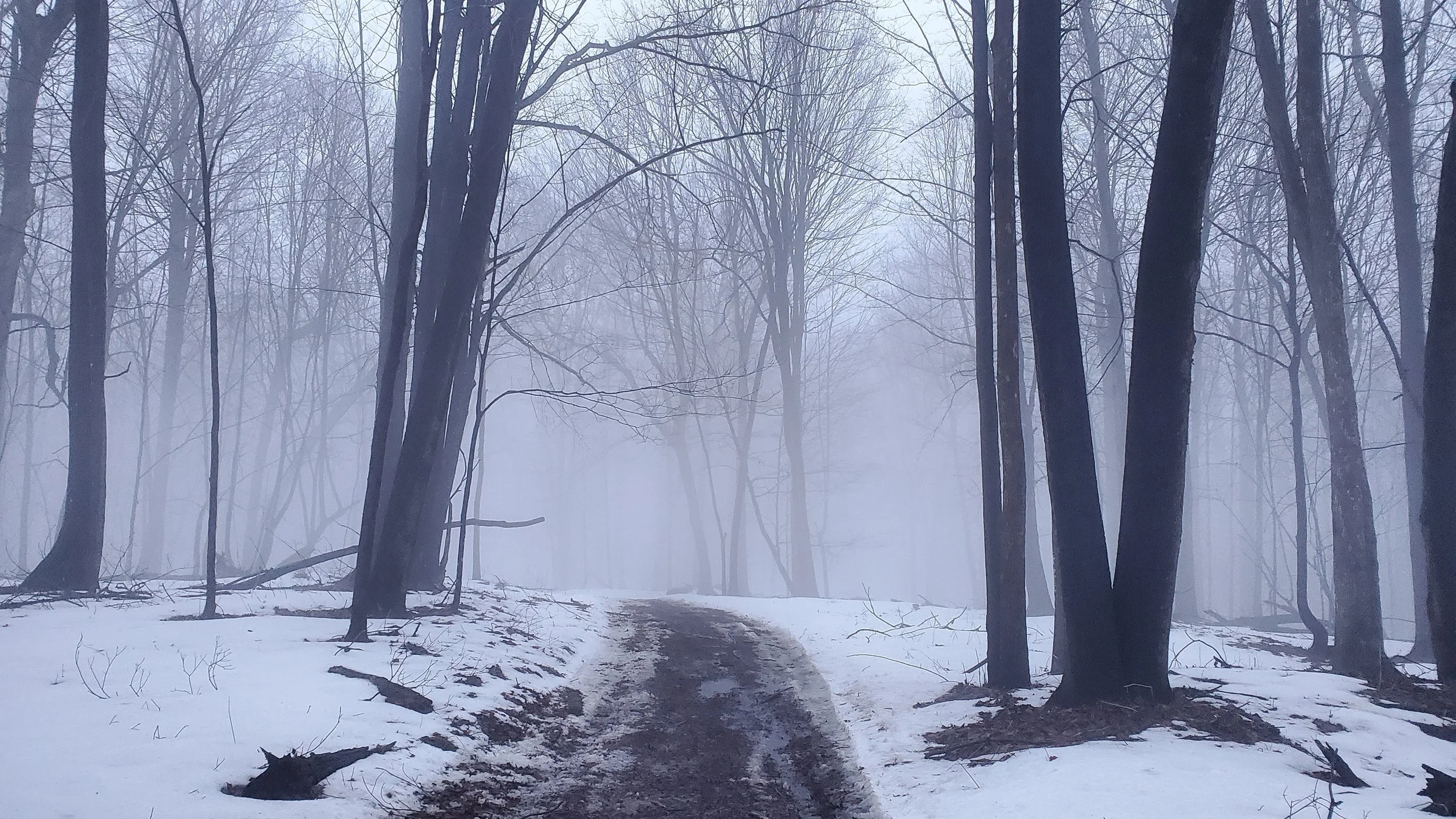 Embark Maple Energy CTR Colorado Trail Race Farm Woods Fog Driftless.jpg