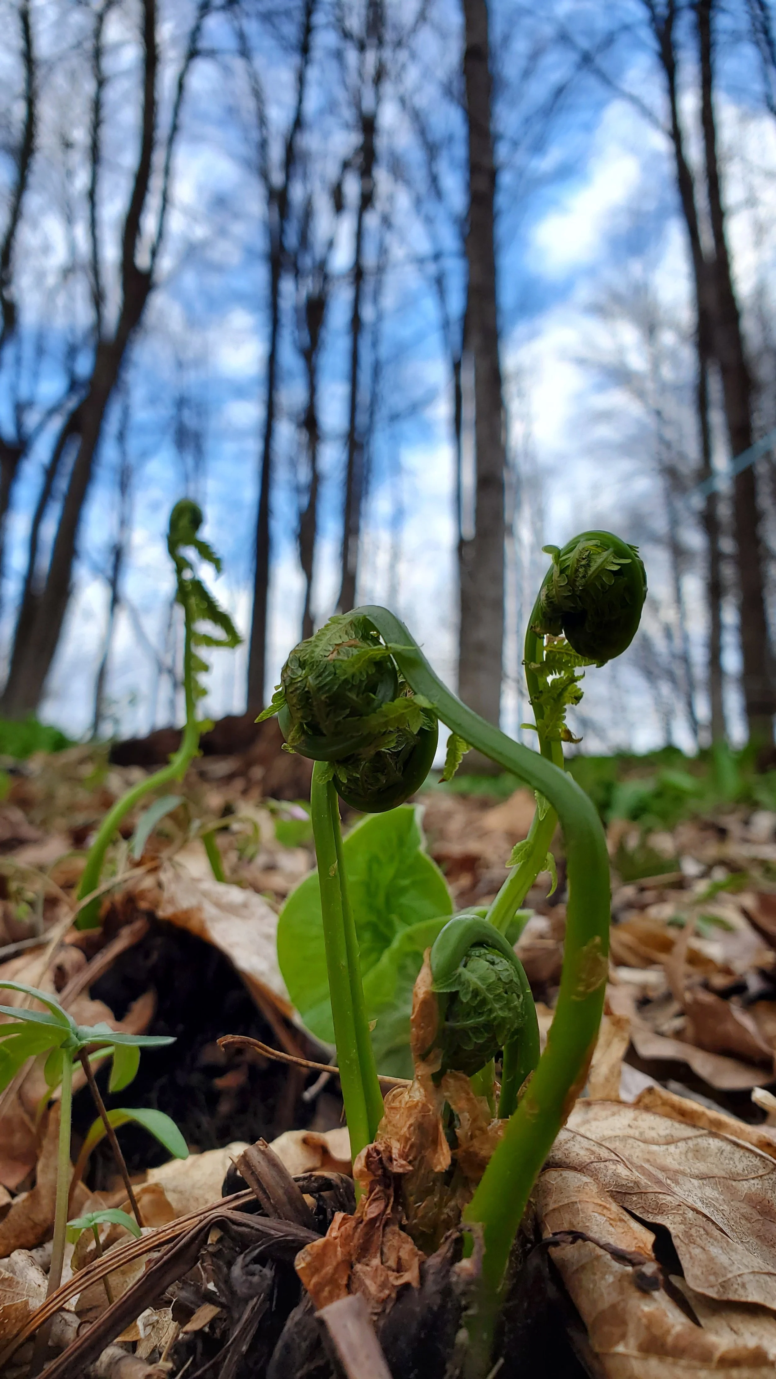 Embark Maple Energy CTR Colorado Trail Race Good Energy Fiddleheads Woods Driftless.jpg
