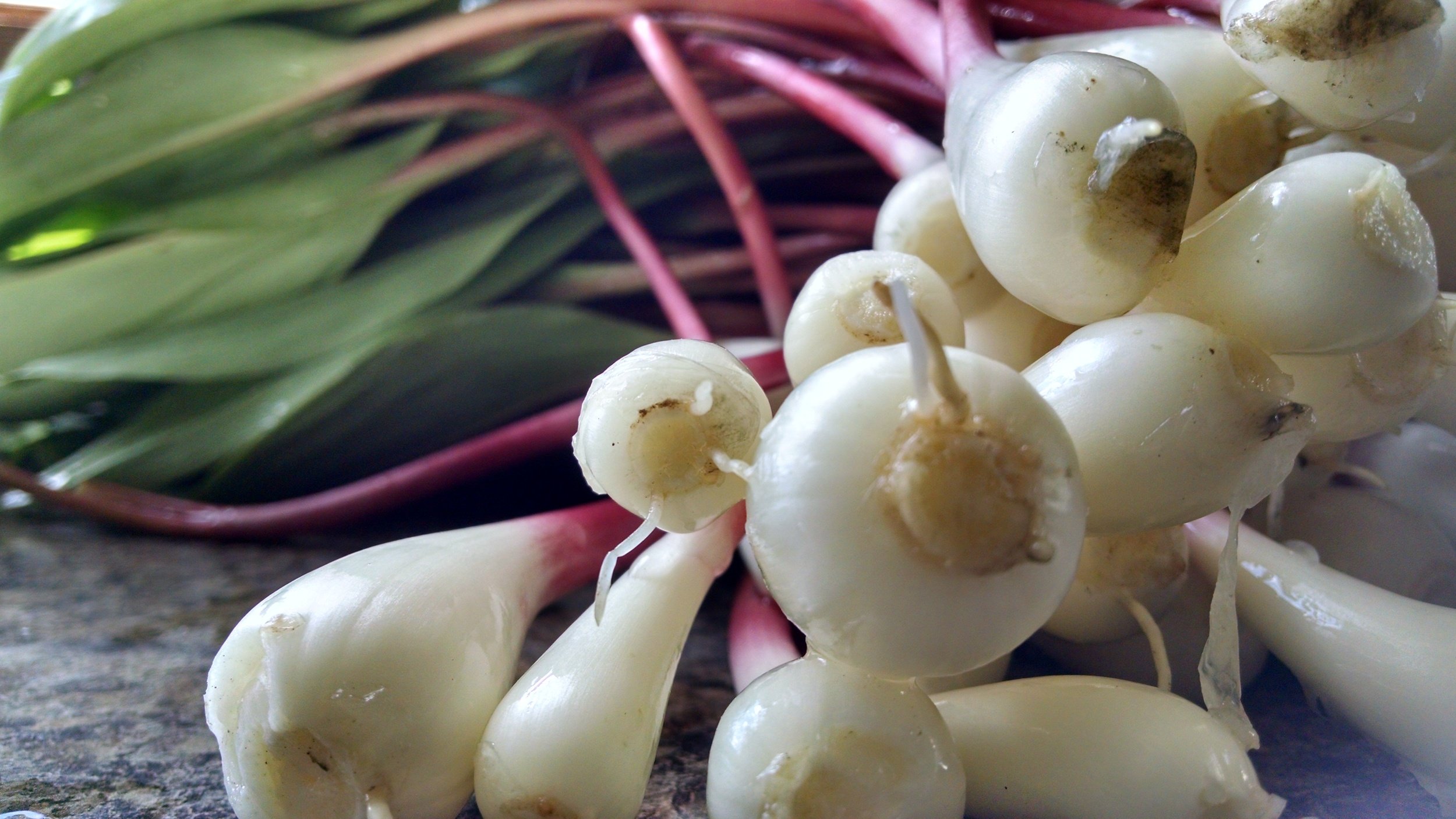 Fermented Ramp Bulbs