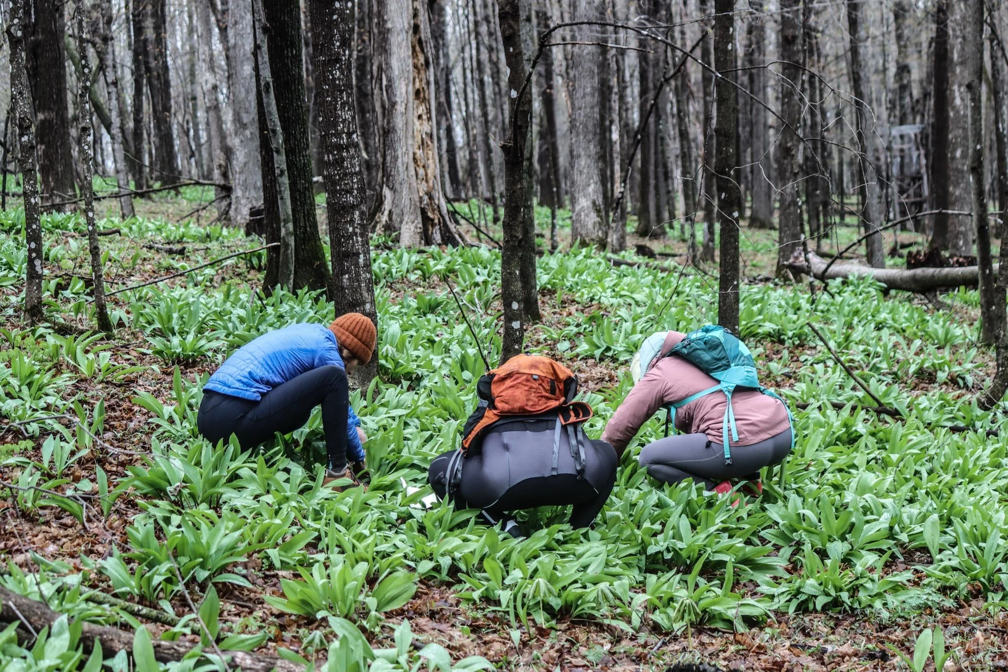 ramp romp trio foraging.jpg