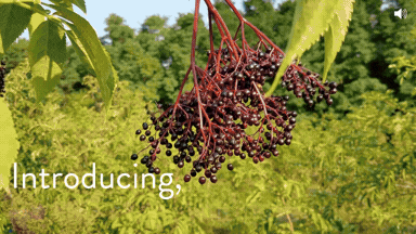 Mike Breckel demonstrates the Ocooch Mountain Rotary Elderberry Destemmer — custom-built equipment for commercial elderberry growers in Wisconsin and the Midwest