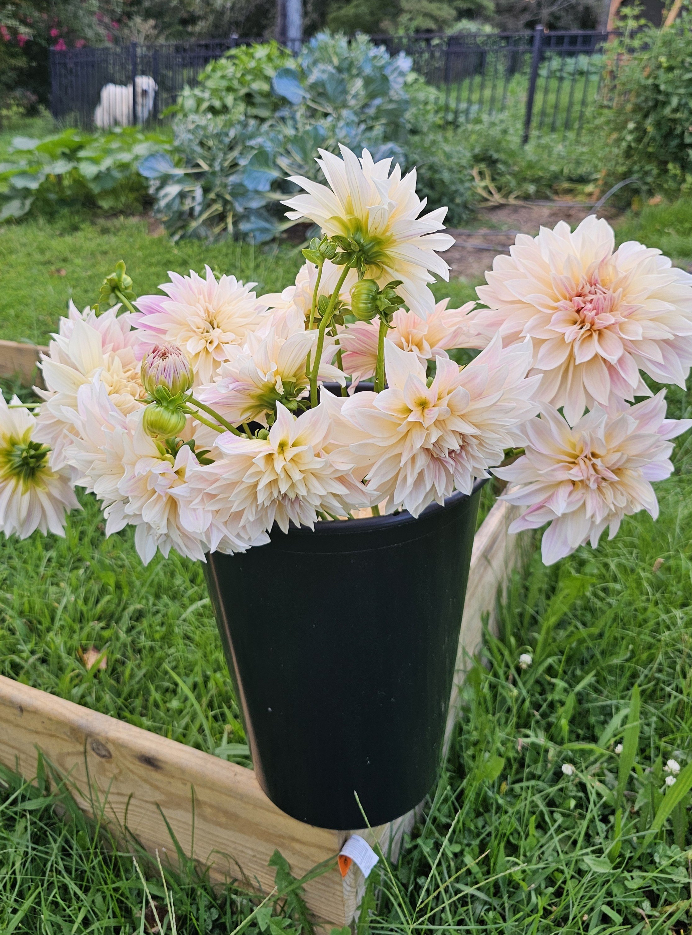 Cafe Au Lait Dahlia.jpg