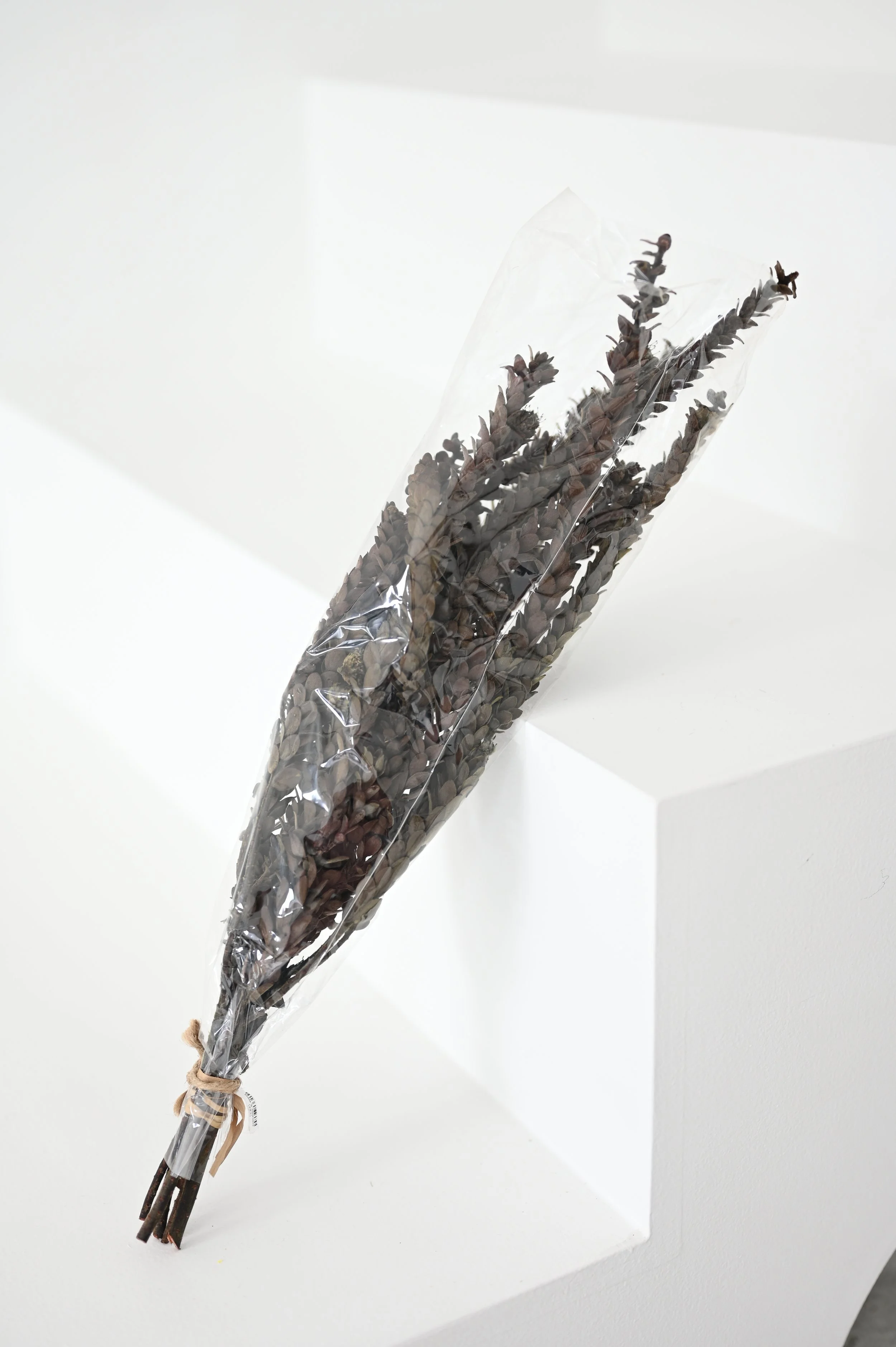 Dried Botanical Bundle