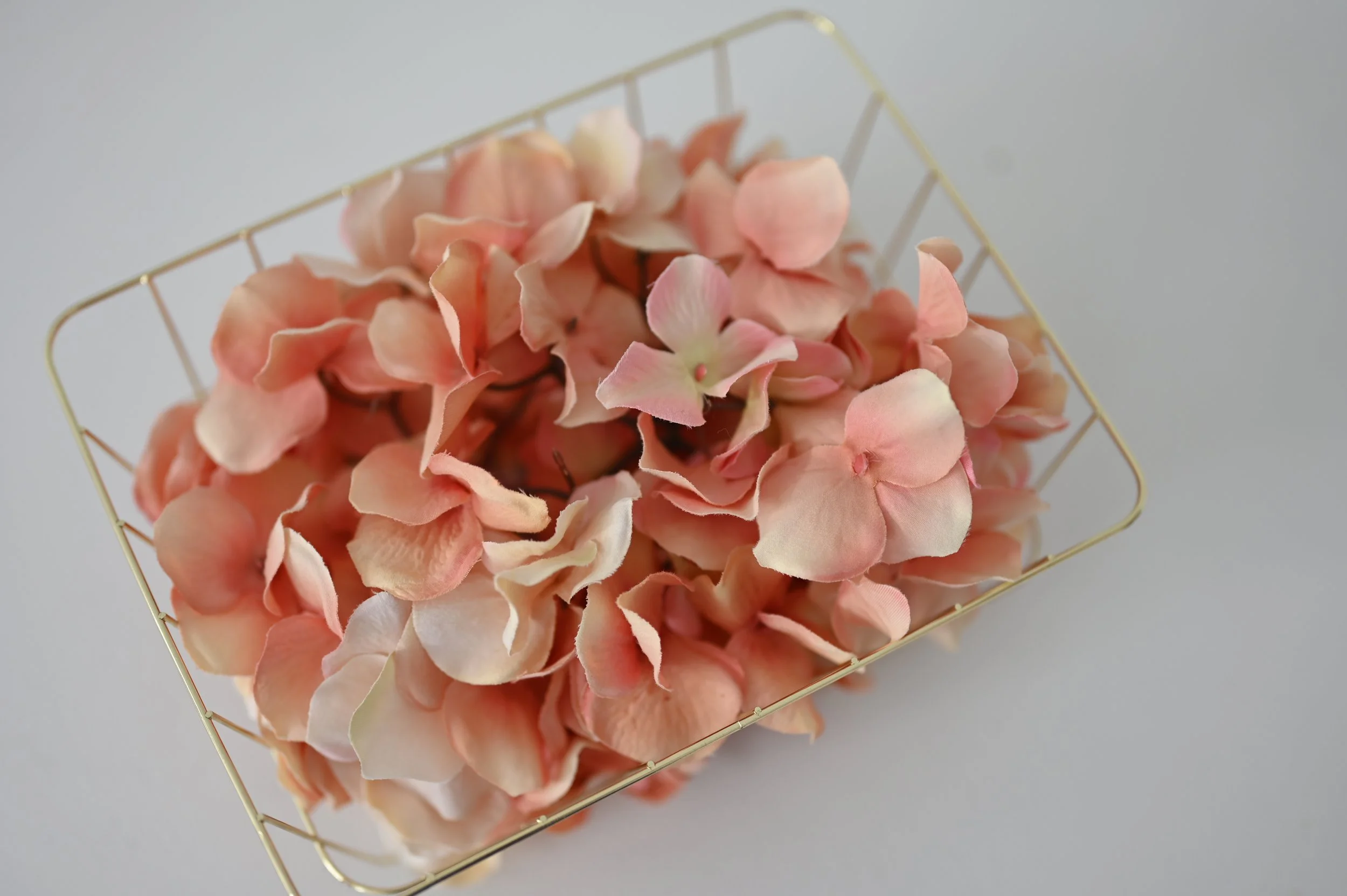 Blush Peach Hydrangea
