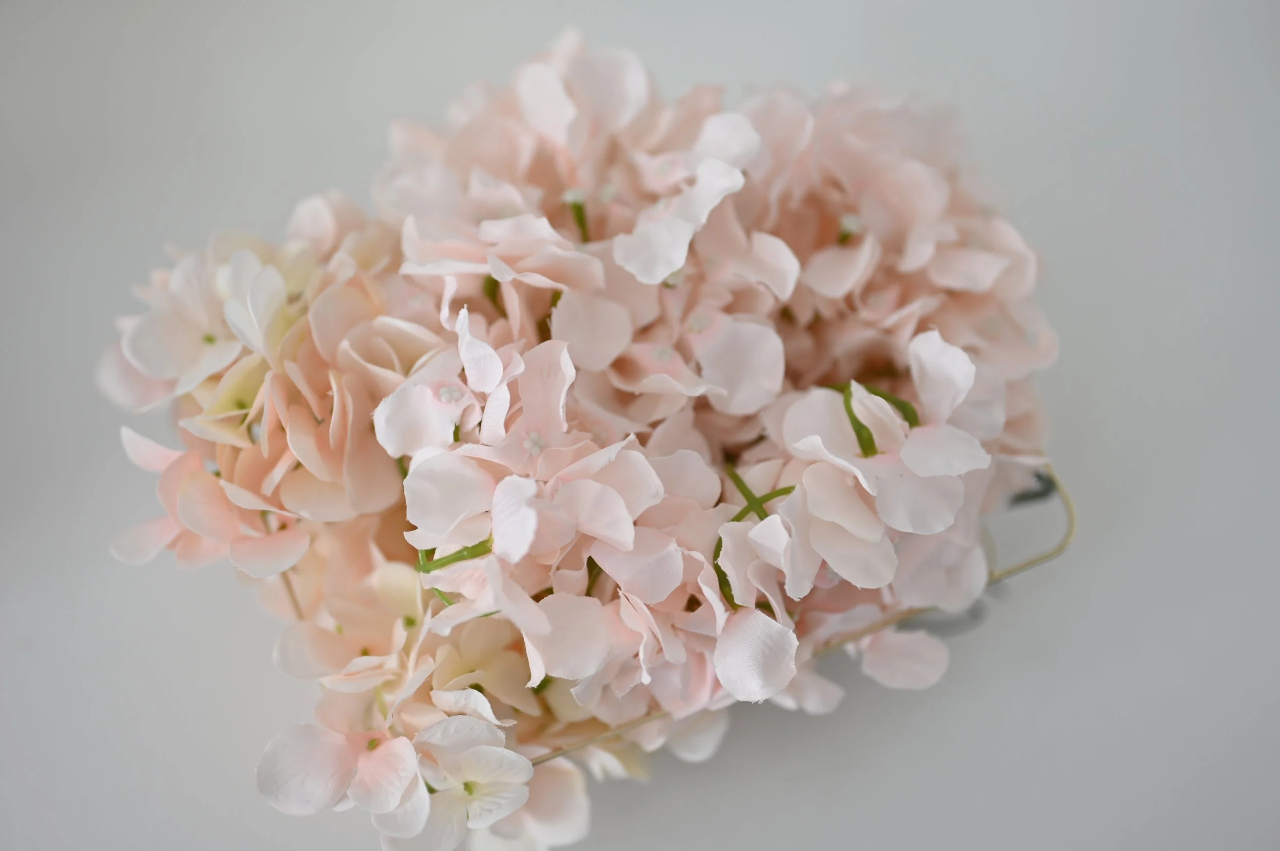 Blush Hydrangea