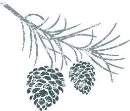 Illustration of a pine branch with three pinecones
