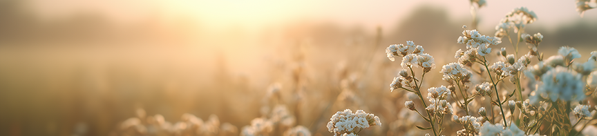 Wildflowers in a field at sunset