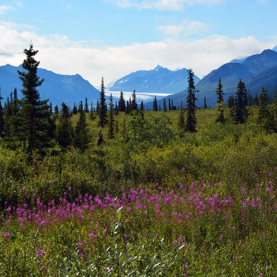 Mountain Meadow Flowers