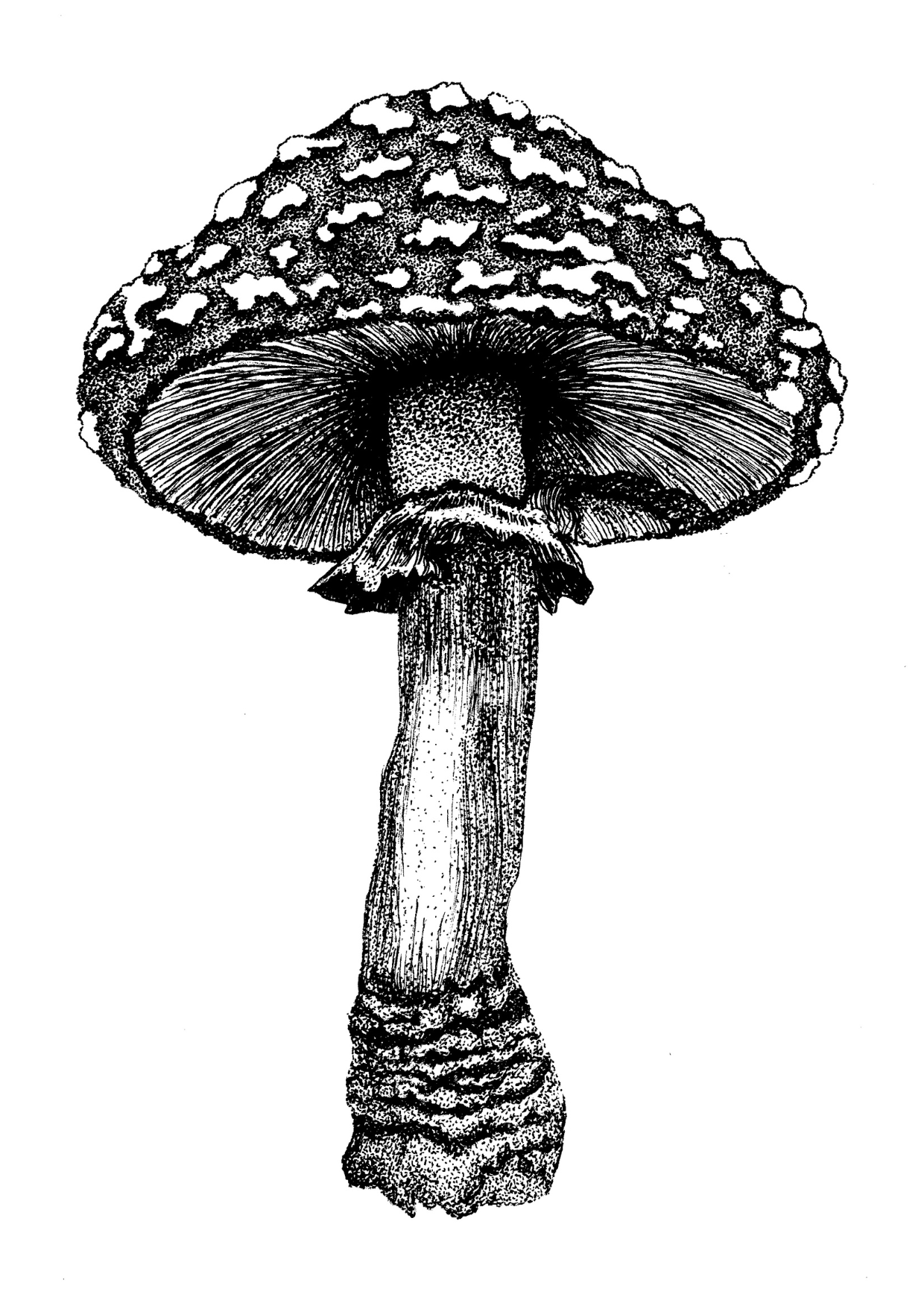 Amanite tue-mouches, splendide chapeau rouge