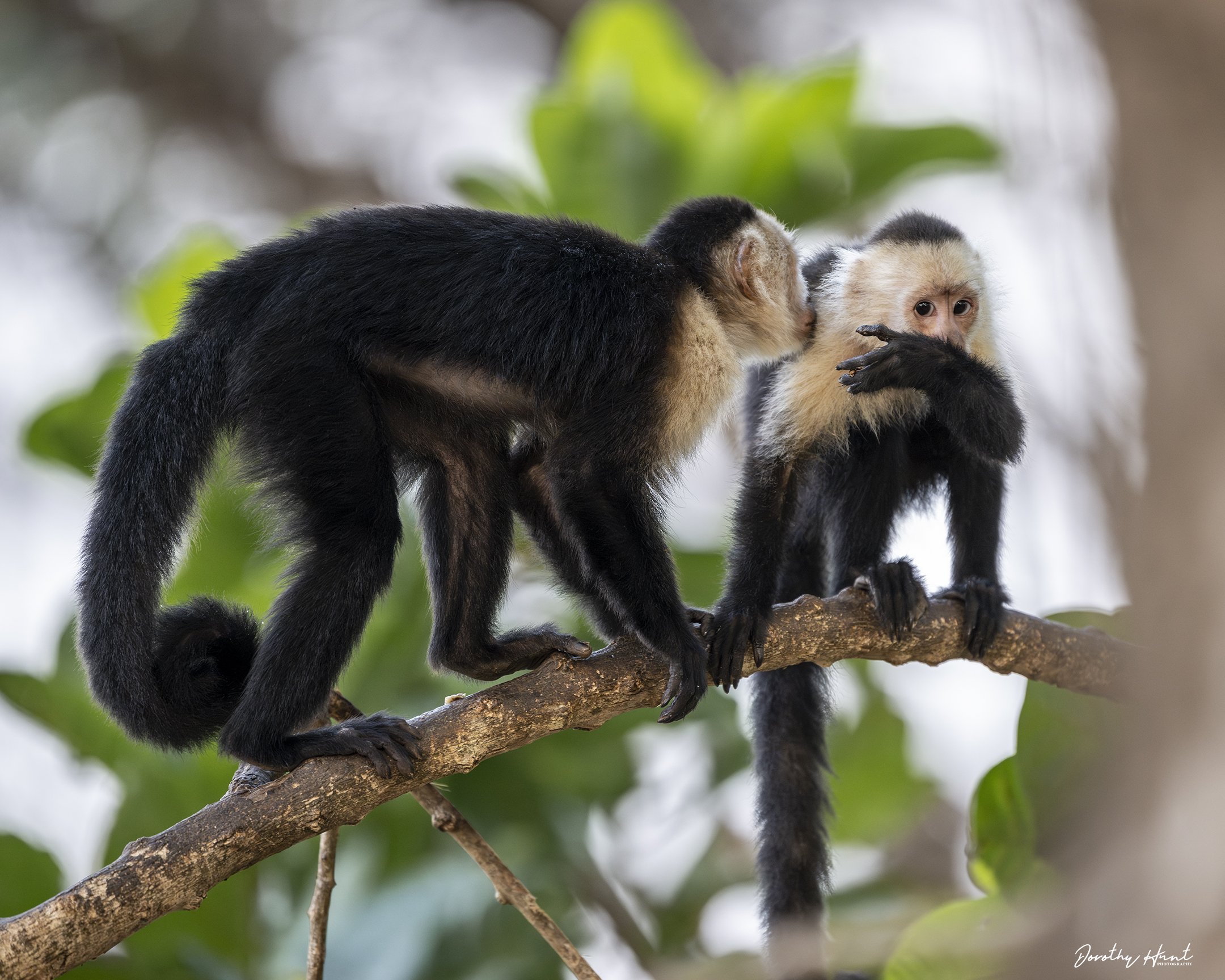 Capuchins