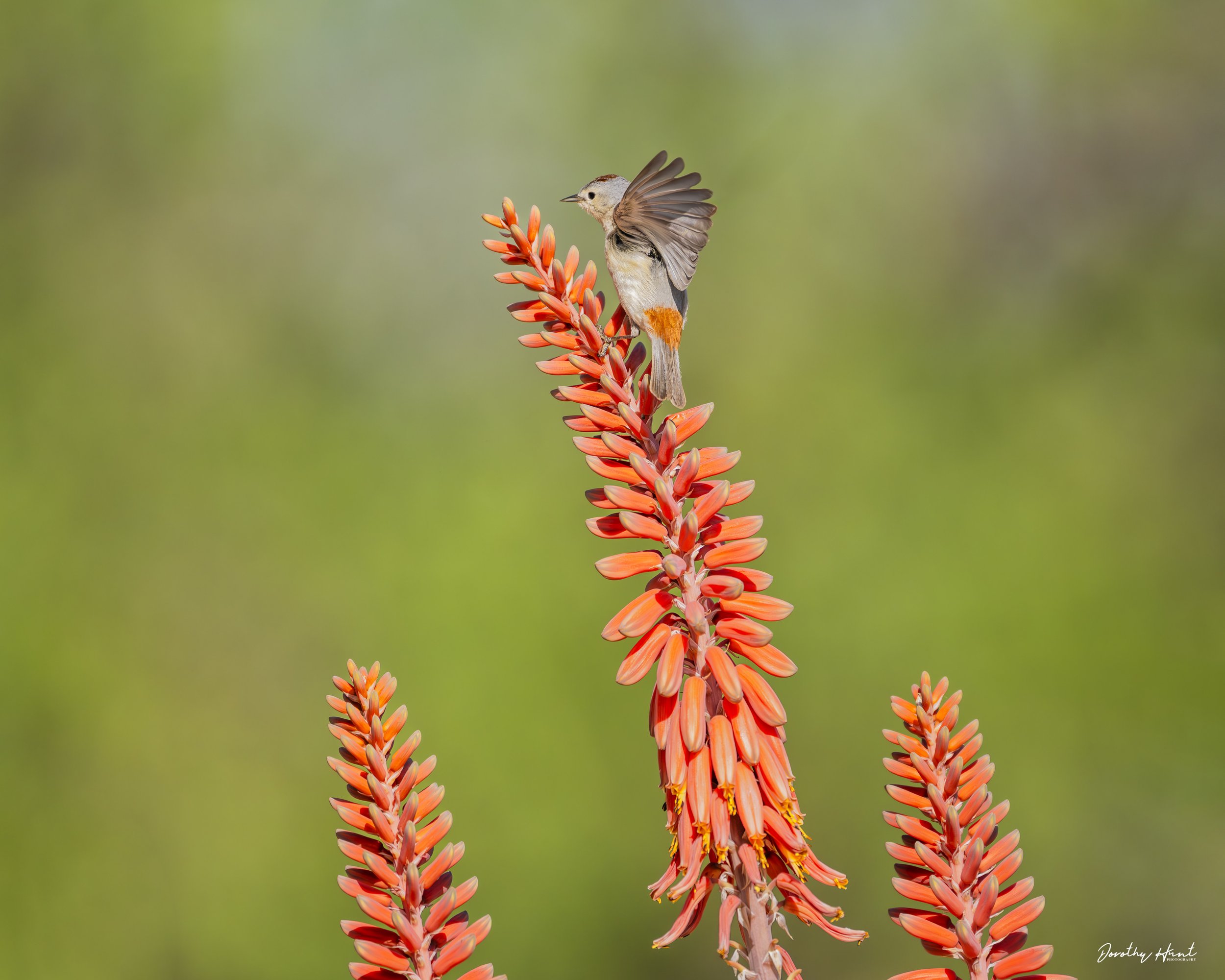 Lucy’s Warbler